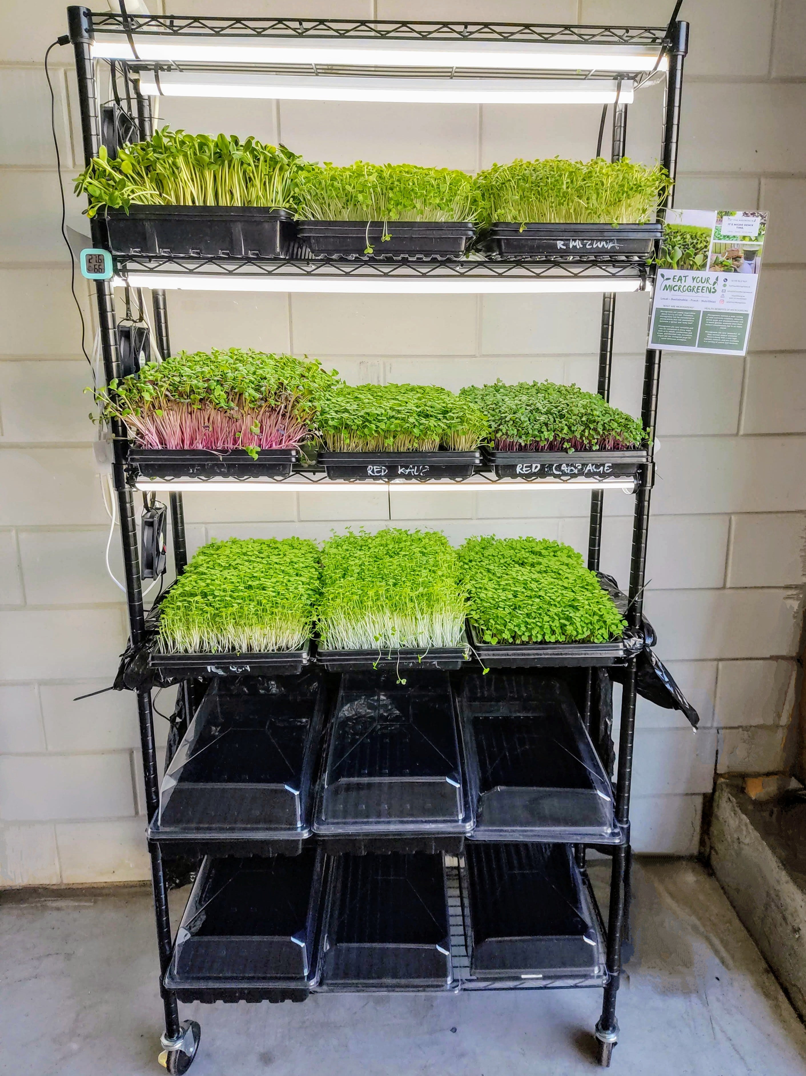 Microgreen Integrated Farm - Grow over 10kgs food -  Empower yourself, family, and community