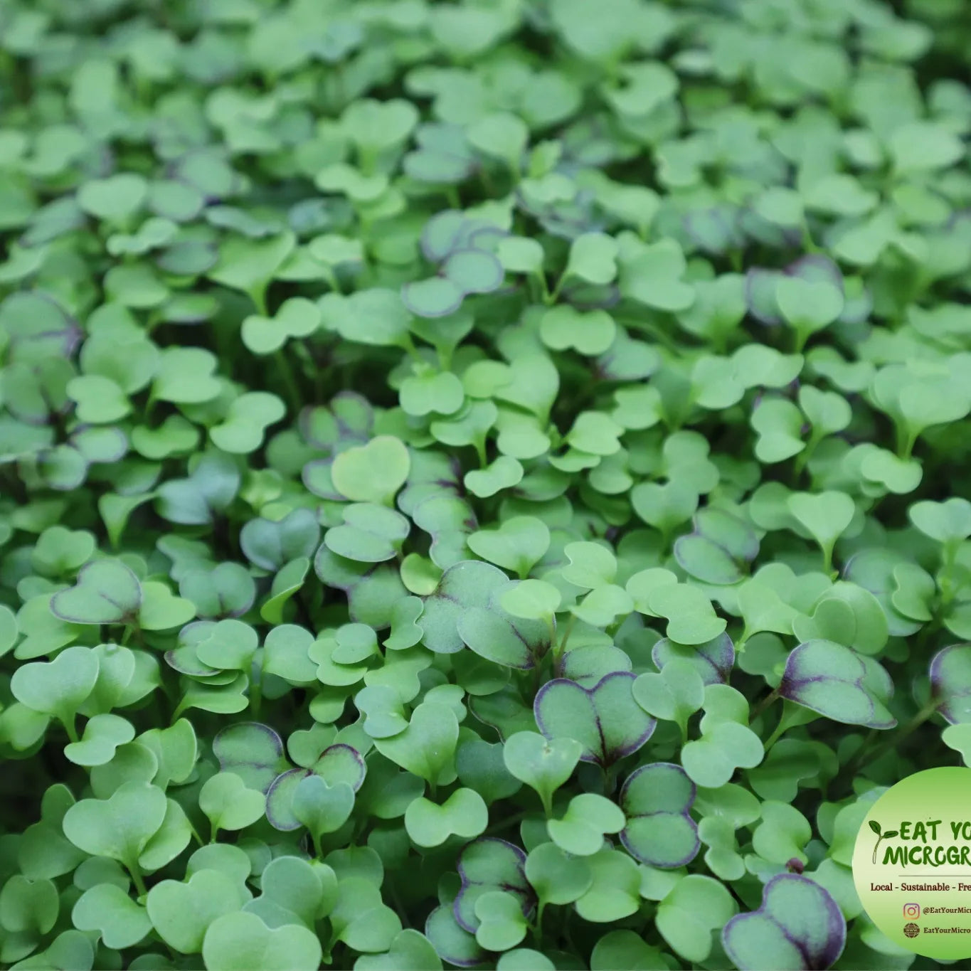 Healthy Salad Microgreens Mix - 3 sizes
