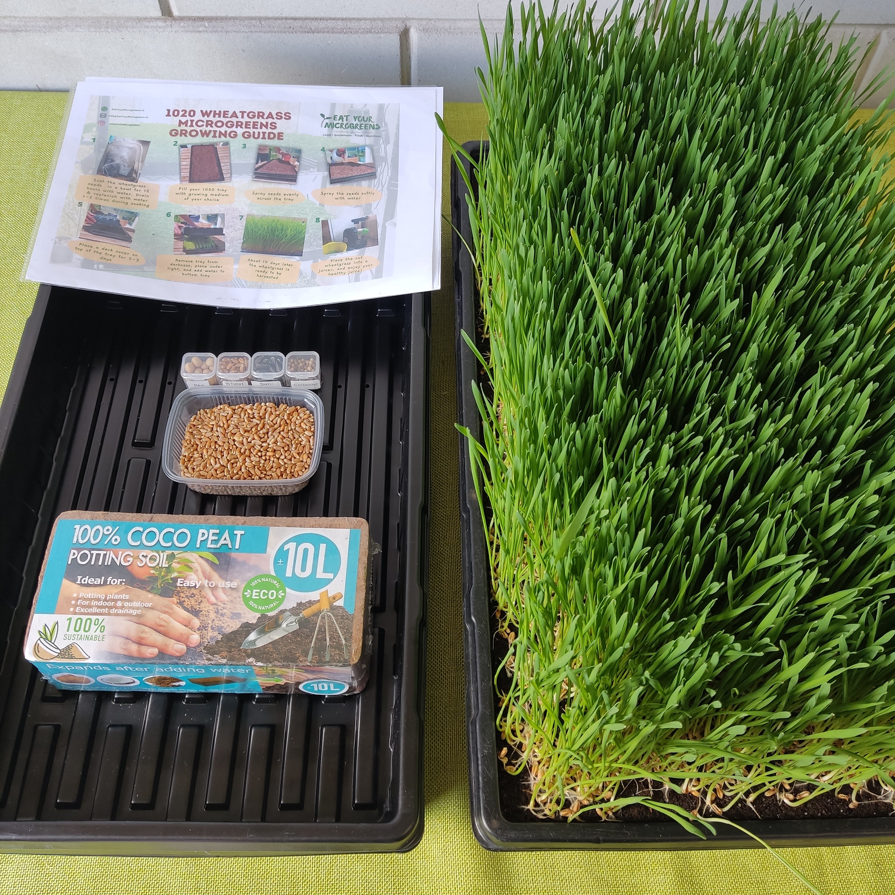 Wheatgrass Tarwegras Grow Kit