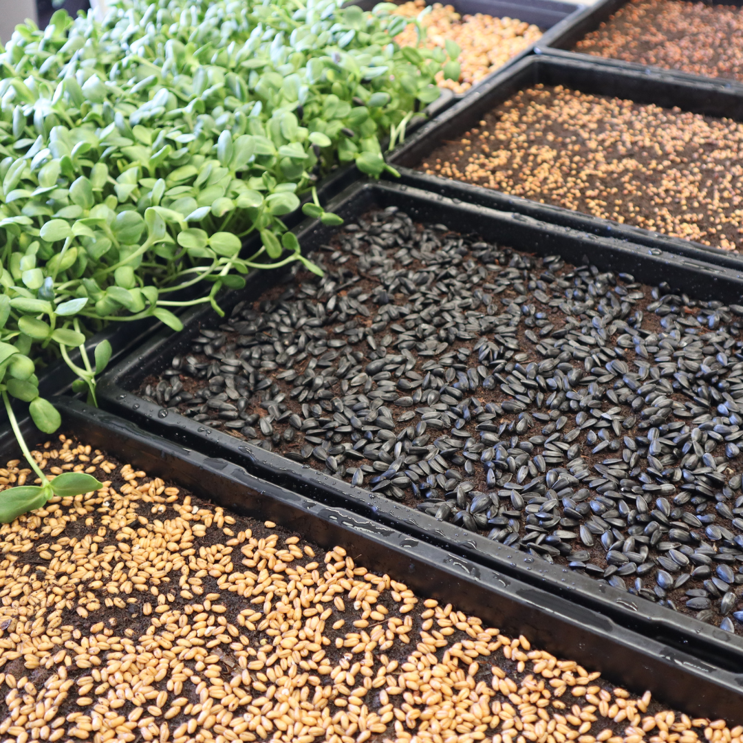 Microgreen Integrated Farm – Bauen Sie über 10 kg Lebensmittel an – Stärken Sie sich selbst, Ihre Familie und die Gemeinschaft