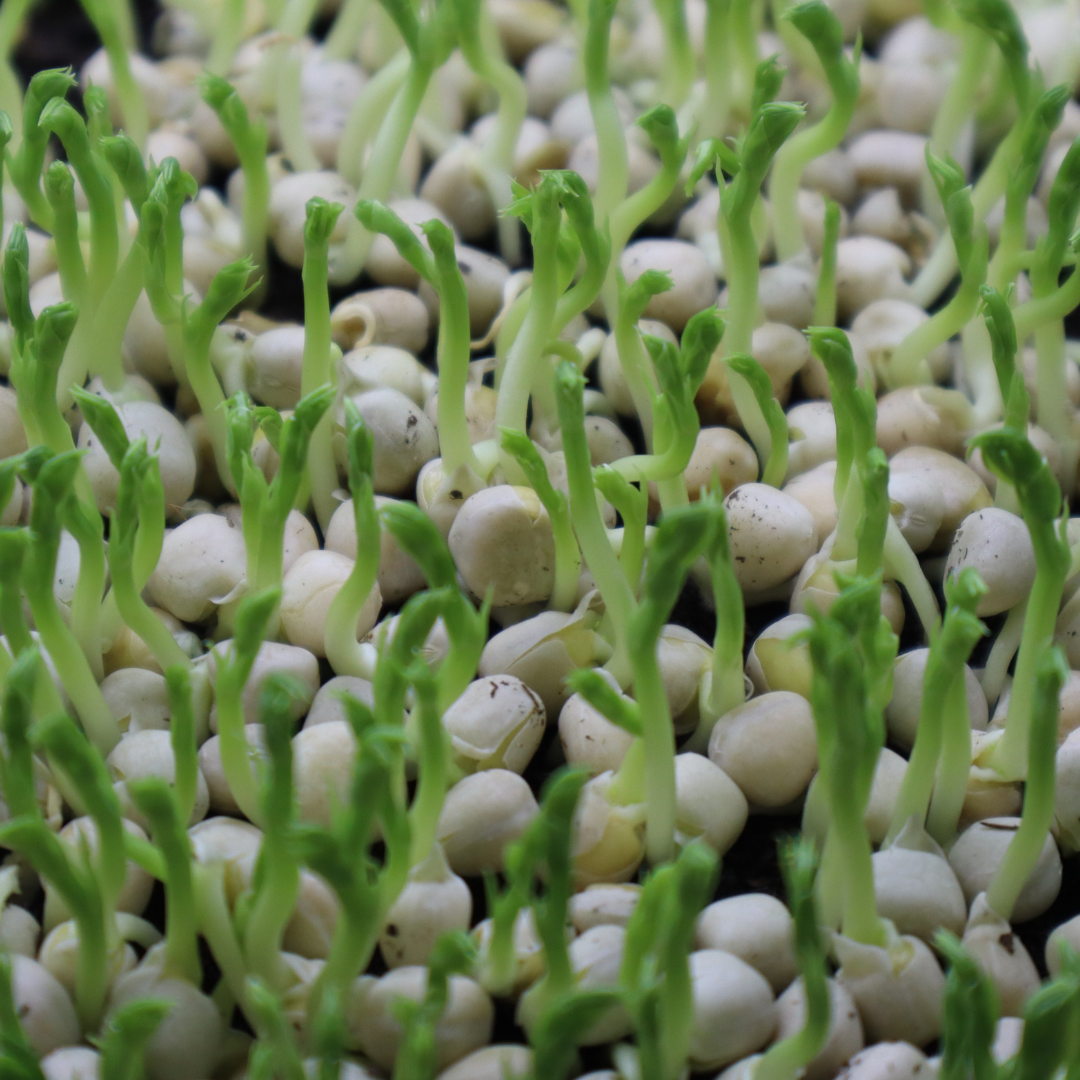 Green Pea Seeds