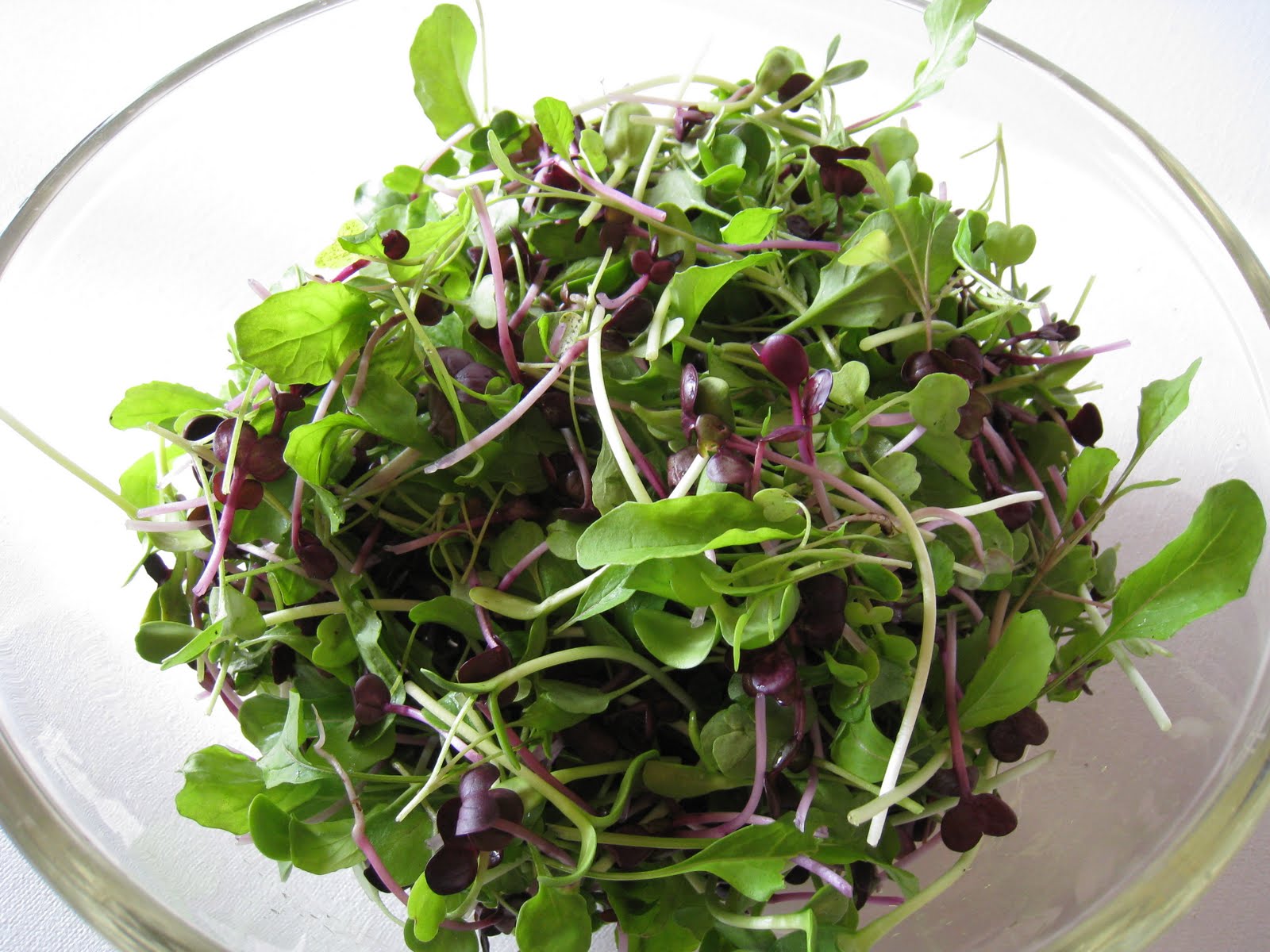 Choose Your Own Microgreen Seeds